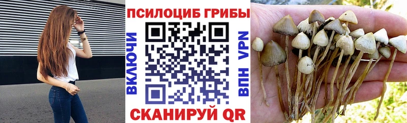 что такое наркотик  Великий Новгород  Псилоцибиновые грибы Psilocybine cubensis 